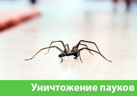 Избавиться от пауков в городе Саратов