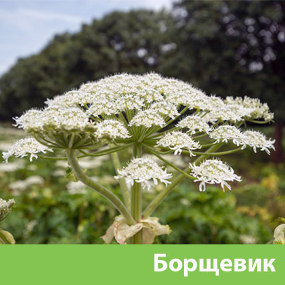 Уничтожение сорняка в Саратове