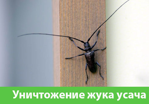 Обработка от жука усача в городе Саратов