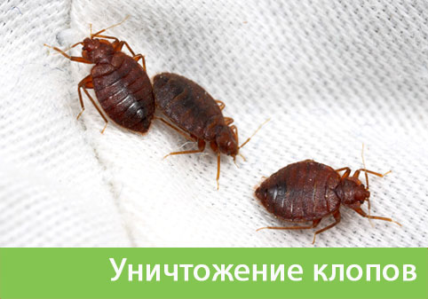 Уничтожение клопов в городе Саратов