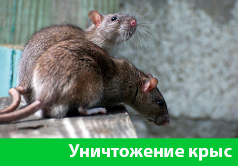 Уничтожение крыс в городе Саратов