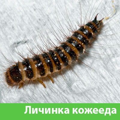 Личинка Кожееда в Саратове
