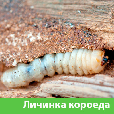 Уничтожение личинок короеда в Саратове