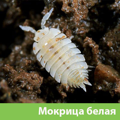 Мокрица в Саратове фото