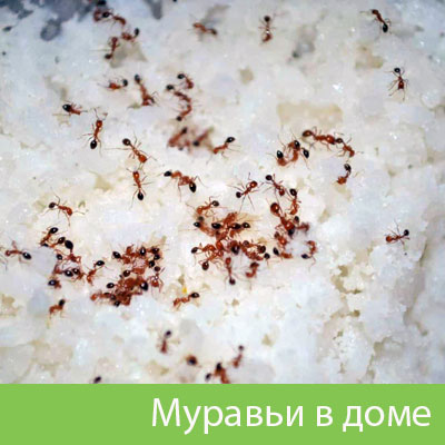 Муравьи в доме в Саратове