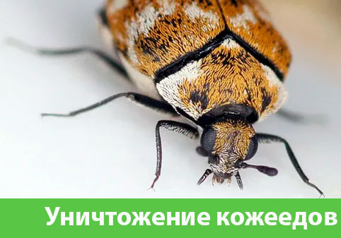 Обработка от кожееда в городе Саратов 