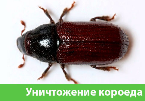 Обработка от короеда в городе Саратов