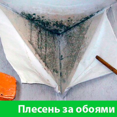Удаление плесени в Саратове
