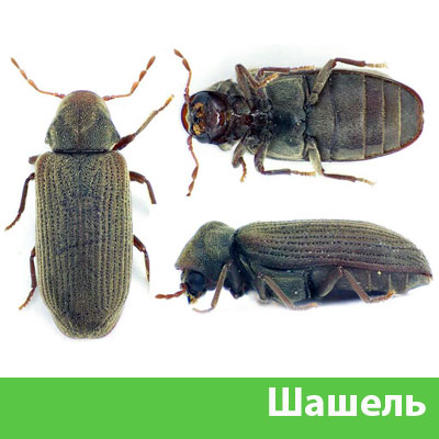 Обработка от шашеля в городе Саратов
