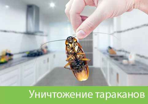 Уничтожение тараканов в городе Саратов