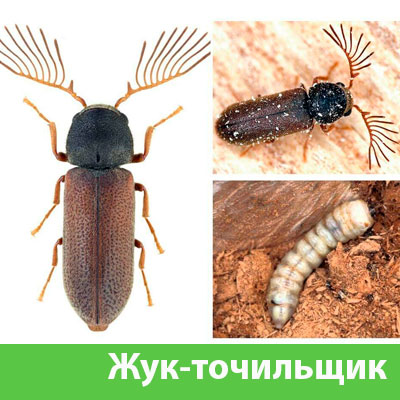 Уничтожение точильщика и личинок в Саратове