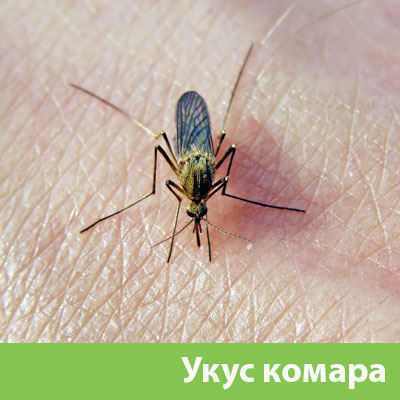 Укусы комаров в Саратове