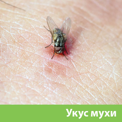 Уничтожение мух в Саратове