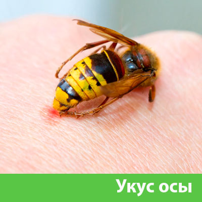Профессиональное уничтожение ос и шершней в Саратове