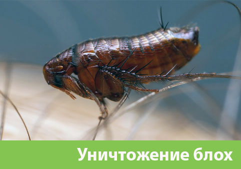 Уничтожение блох в городе Саратов