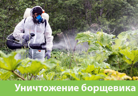Уничтожение Борщевика в городе Саратов