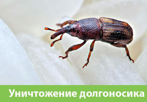 Уничтожение долгоносиков в городе Саратов