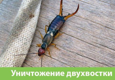 Уничтожение двухвостки в городе Саратов