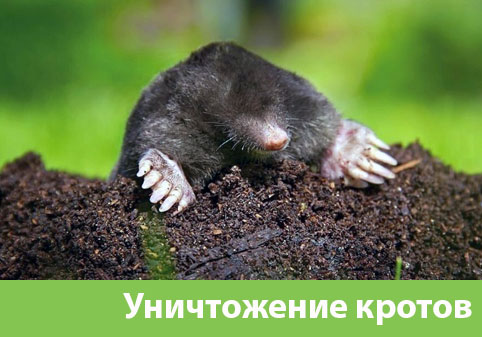 Уничтожение кротов в городе Саратов