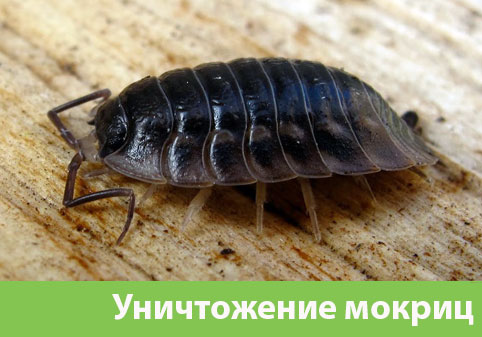 Мокрицы в квартире в городе Саратов