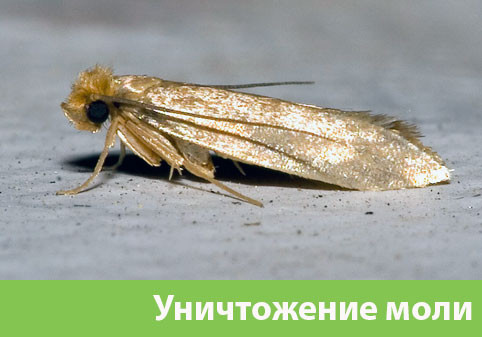 Уничтожение моли в городе Саратов 