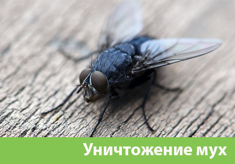 Уничтожение мух в городе Саратов