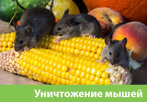Уничтожение мышей в Саратове