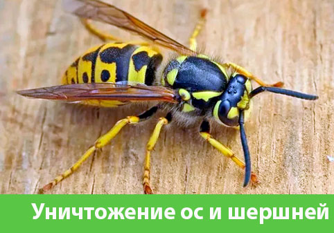 Уничтожение ос и шершней в городе Саратов